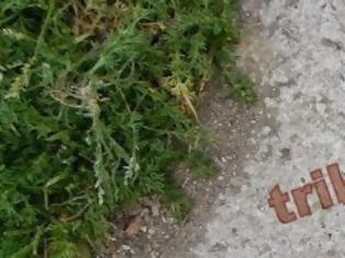 Φωτογραφία για Πανικός στα Τρίκαλα! Βρέθηκε σκουλήκι γίγαντας! [photo]