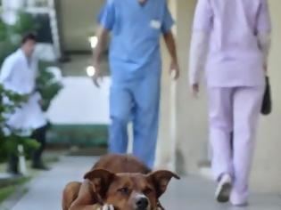 Φωτογραφία για Σπαρακτικό βίντεο δείχνει ότι η αφοσίωση ενός σκυλιού δεν τελειώνει ποτέ..[video]
