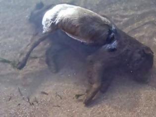 Φωτογραφία για Αμαλιάδα: Νεκρός σκύλος στη θάλασσα!