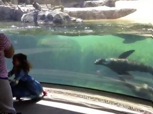 Φωτογραφία για Πώς αντιδρά ένα θαλάσσιο λιοντάρι όταν βλέπει ένα κοριτσάκι να πέφτει; [video]