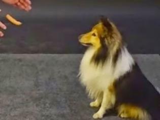 Φωτογραφία για Οι απίθανες αντιδράσεις σκύλων σε ένα λουκάνικο που αιωρείται [Video]