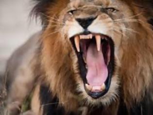 Φωτογραφία για Τραγικός θάνατος 22χρονης τουρίστριας από επίθεση λιονταριού