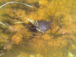 Φωτογραφία για Πάτρα: Mια μεγάλη χελώνα στην πισίνα του κολυμβητηρίου της πλαζ