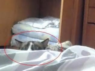 Φωτογραφία για Πολύ γέλιο: Δείτε έναν γάτο... κατάσκοπο! [video]