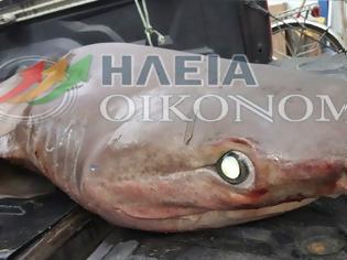 Φωτογραφία για Καρχαρίας 120 κιλών πιάστηκε στο Κατάκολο