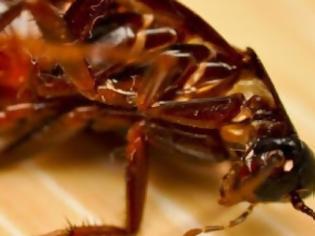 Φωτογραφία για Απαλλαγείτε από τις κατσαρίδες με αυτούς τους τρεις φυσικούς τρόπους