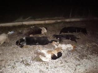 Φωτογραφία για Δράμα: Δολοφόνησαν πλήθος αδέσποτων σκύλων με υδροκυάνιο