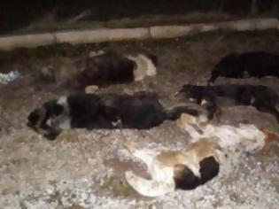 Φωτογραφία για Δράμα: Σκότωσαν με υδροκυάνιο αδέσποτα σκυλιά