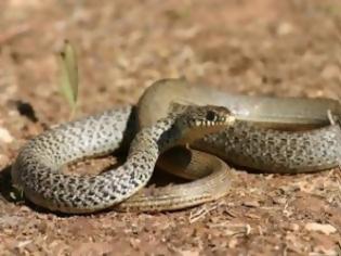 Φωτογραφία για Ναύπακτος: Το φίδι βολτάρει στο χωράφι - Δείτε την αντίδραση του σπουργιτιού!