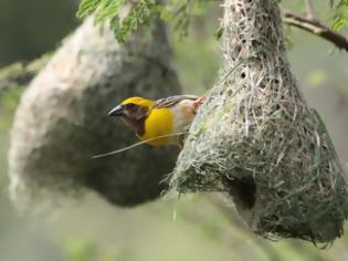 Φωτογραφία για Αυτά είναι τα 25 πιο ασυνήθιστα μέρη στα οποία μπορεί να δημιουργηθεί μια φωλιά πουλιών...