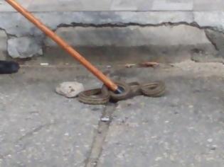 Φωτογραφία για Φίδια κόβουν βόλτες σε Πύργο και Αμαλιάδα
