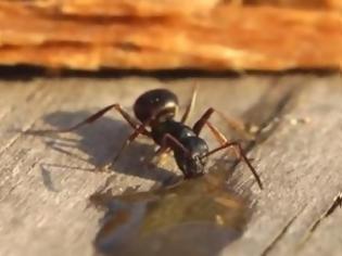Φωτογραφία για Απίθανοι Ρώσοι μέθυσαν... μυρμήγκι με βότκα [video]