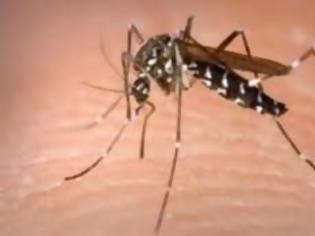 Φωτογραφία για ΠΡΟΣΟΧΗ: Κουνούπια-τέρατα μεταδίδουν μια νέα ασθένεια