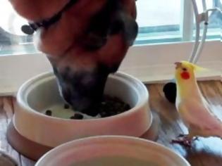 Φωτογραφία για Παπαγαλάκι τραγουδά στον σκύλο… όσο τρώει [video]