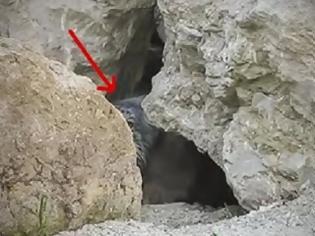 Φωτογραφία για Τοποθέτησαν μια κάμερα έξω από αυτή την σπηλιά και κατέγραψαν ένα πολύ σπάνιο ζώο [video]