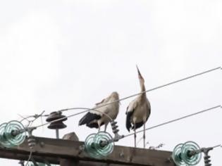 Φωτογραφία για Πελαργοί έφτιαξαν φωλιά στη Λίμνη Τάκα