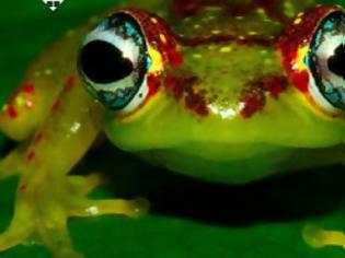 Φωτογραφία για ΕΝΤΥΠΩΣΙΑΚΟ:  Δείτε τον απίθανο βάτραχο με τα χρωματιστά μάτια...