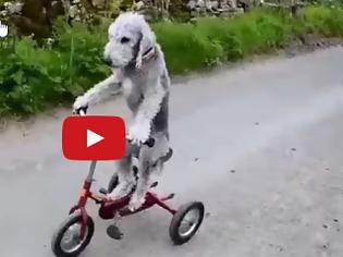 Φωτογραφία για ΑΠΙΣΤΕΥΤΟ: Αυτός ο σκύλος κάνει... ποδήλατο [video]