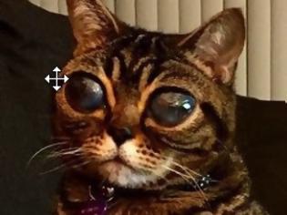 Φωτογραφία για ΑΥΤΗ ΕΙΝΑΙ η γάτα με τα πιο περίεργα μάτια του κόσμου. Διαβάστε την ιστορία της...