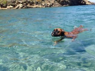 Φωτογραφία για Παραλίες για σκύλους 2015: Δείτε πού επιτρέπεται το κολύμπι για σκύλους!