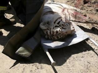 Φωτογραφία για ΤΡΑΓΙΚΟ: Τίγρης που απέδρασε από το ζωολογικό κήπο στην Τιφλίδα σκότωσε έναν άνδρα [photos]