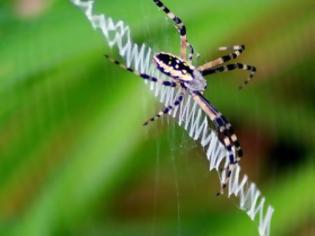 Φωτογραφία για ΜΑΓΙΚΟ: Εντυπωσιακοί ιστοί από αράχνες