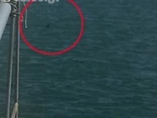 Φωτογραφία για Πανικός στο λιμάνι του Βόλου από καρχαρία που τελικά δεν ήταν καρχαρίας - Τι αποδείχθηκε; [photos]