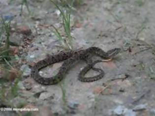 Φωτογραφία για Επικίνδυνα φίδια στην Ελλάδα - Τι να κάνουμε εάν μας τσιμπήσουν...