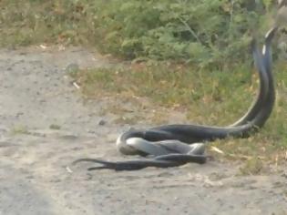 Φωτογραφία για ΑΠΙΣΤΕΥΤΟ βίντεο από την Πάφο - Φίδια παίζουν μεταξύ τους μπροστά στην κάμερα...
