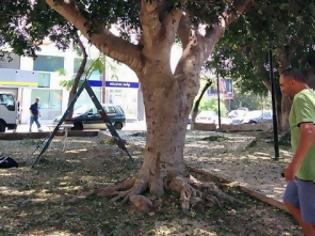 Φωτογραφία για Αχρείοι δολοφόνησαν τα δέντρα σε έναν από τα παλαιότερα πάρκα της πόλης [photos]