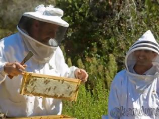 Φωτογραφία για Όλη η αλήθεια: Η μελισσοκομία ως δεύτερη η κύρια δουλειά; Τι εισόδημα μπορείτε να εξασφαλίσετε;