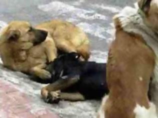 Φωτογραφία για Εκτροφέας σκύλων στην Κύπρο κατηγορείται ότι πυροβόλησε 17 σκύλους
