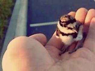 Φωτογραφία για Σώζει το μικρό αυτό πουλί - Αυτό που συνέβη μετά; Δεν το είχε φανταστεί ποτέ... [video]