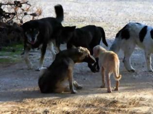 Φωτογραφία για Επίθεση αδέσποτων σε μαθήτρια - Τραυματίστηκε σοβαρά