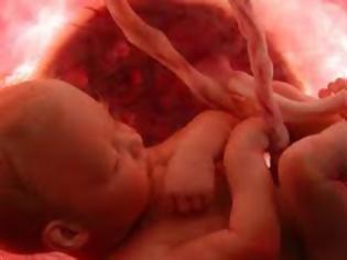Φωτογραφία για Η ανάπτυξη του εμβρύου σε 22 εκπληκτικές εικόνες