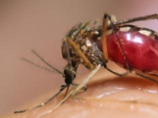 Φωτογραφία για Είναι δυνατό να μεταδοθεί ο ιός του AIDS από τα κουνούπια;