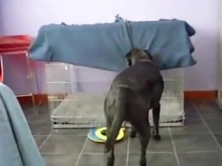 Φωτογραφία για Τι κάνει ένας σκύλος όταν κρυώνει; [video]