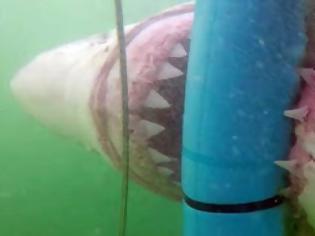 Φωτογραφία για Πεινασμένος καρχαρίας λυγίζει το κλουβί δυτών [video]