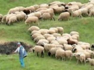 Φωτογραφία για Ηλεία: Κεραυνός σκότωσε 13 πρόβατα