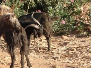 Φωτογραφία για Άγνωστοι κατέσφαξαν και σκόρπισαν 8 κατσίκιες Αποκορωνιώτη