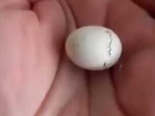 Φωτογραφία για Βρήκε ένα αυγό και το πήρε στο σπίτι. Όταν έφτασε όμως την περίμενε μία έκπληξη… [video]