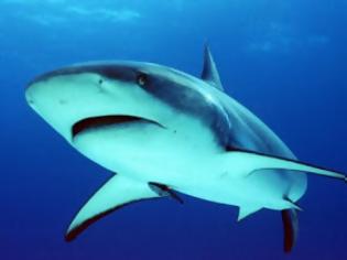 Φωτογραφία για H μεγαλύτερη απογραφή καρχαριών στην ιστορία