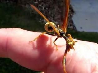 Φωτογραφία για Ξέχνα τις κατσάριδες και τις σαραντραποδαρούσες - Αυτό το έντομο θα σκορπίσει τον τρόμο [video]