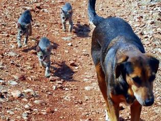 Φωτογραφία για Αμαλιάδα: Αδέσποτα δάγκωσαν πολίτη - Κατέληξε στο νοσοκομείο