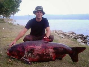 Φωτογραφία για Ψαρί γίγας αλιεύτηκε στη λίμνη Βόλβη [photos]