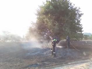 Φωτογραφία για Είκοσι στρέμματα έχει κάψει η πυρκαγιά στο χωριό Τζάιλος Αχαίας - Δείτε φωτο