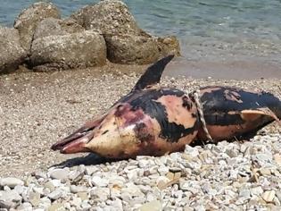 Φωτογραφία για Πάτρα: Νεκρό δελφίνι βρέθηκε στα Αραχωβίτικα