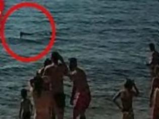 Φωτογραφία για Ψάρι ΤΕΡΑΣ έκανε την εμφάνισή του σε παραλία της Χαλκίδας! Το βίντεο που σοκάρει...