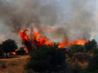 Φωτογραφία για ΚΑΤΑΣΤΡΟΦΗ: 70 στρέμματα έκαψε η πυρκαγιά στο Δραγώγι [photos]