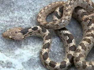 Φωτογραφία για ΑΝΑΤΡΙΧΙΛΑ: Στην περιοχή του Άργους μας ζώσανε τα φίδια – Ανησυχητική η αύξηση κρουσμάτων